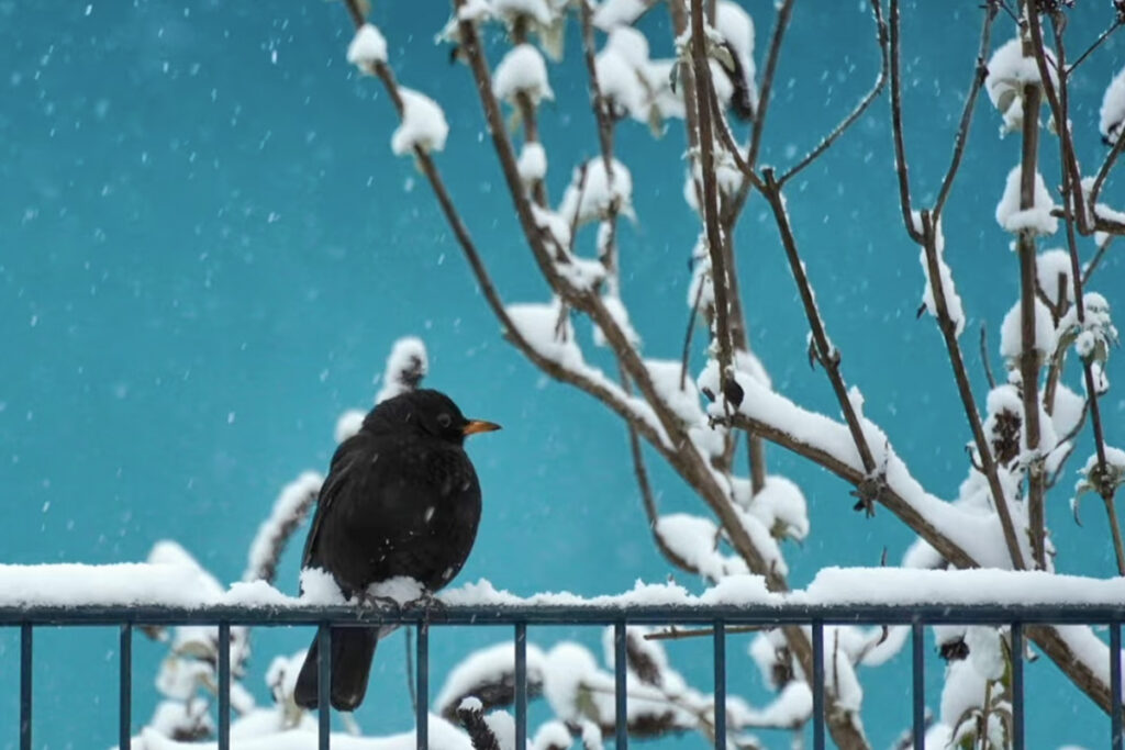 DER JANUAR